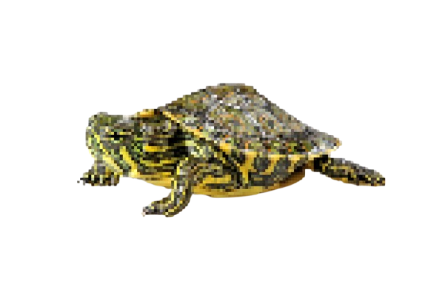tortuga